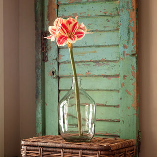 29" Amaryllis Stem - Candy Cane