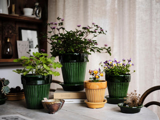 Gardening Supplies & Accessories