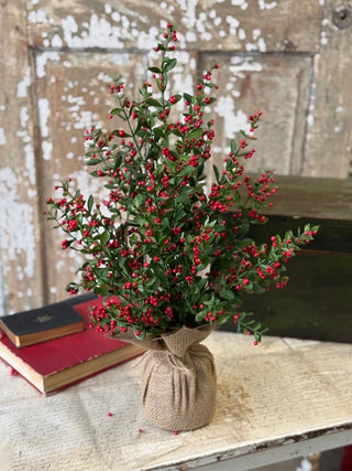 23" Sutherland Berry Tree