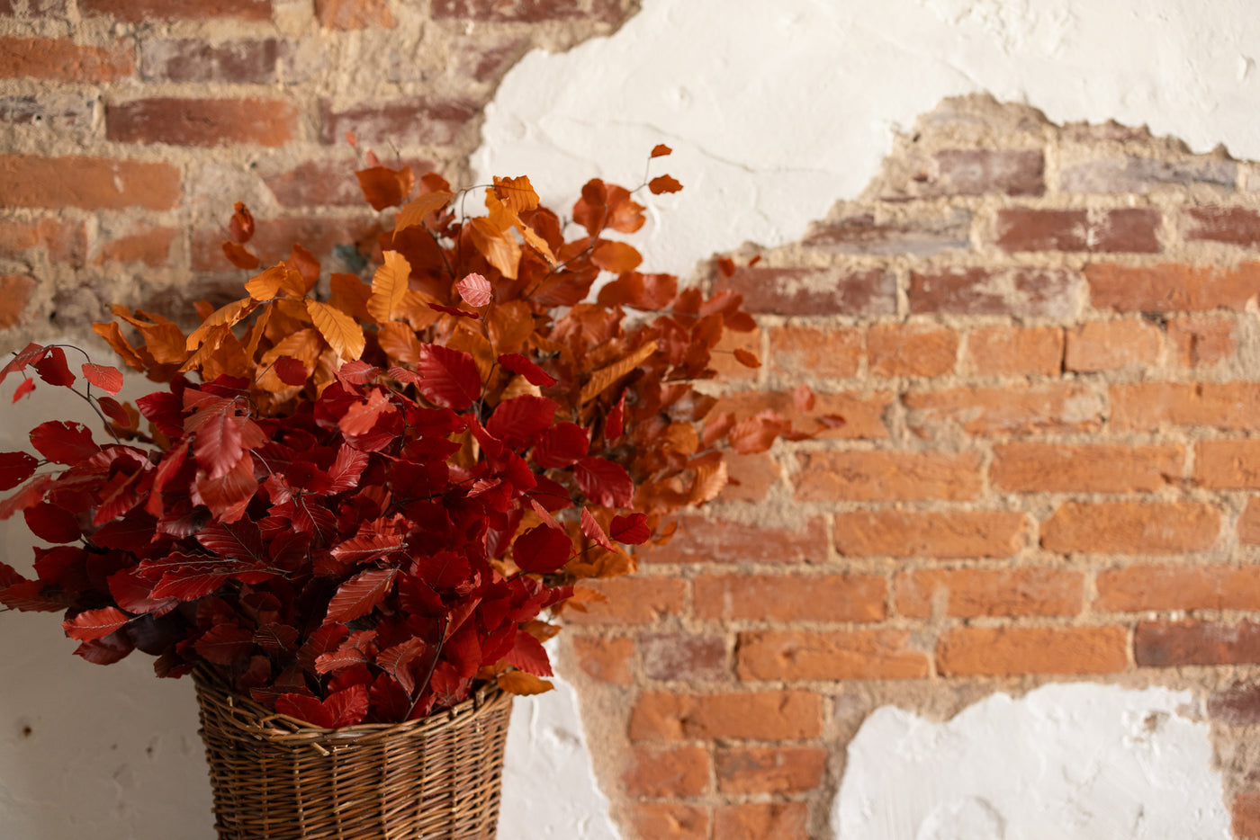 Preserved Dried Beech Tree Leaves - Choose Red or Orange