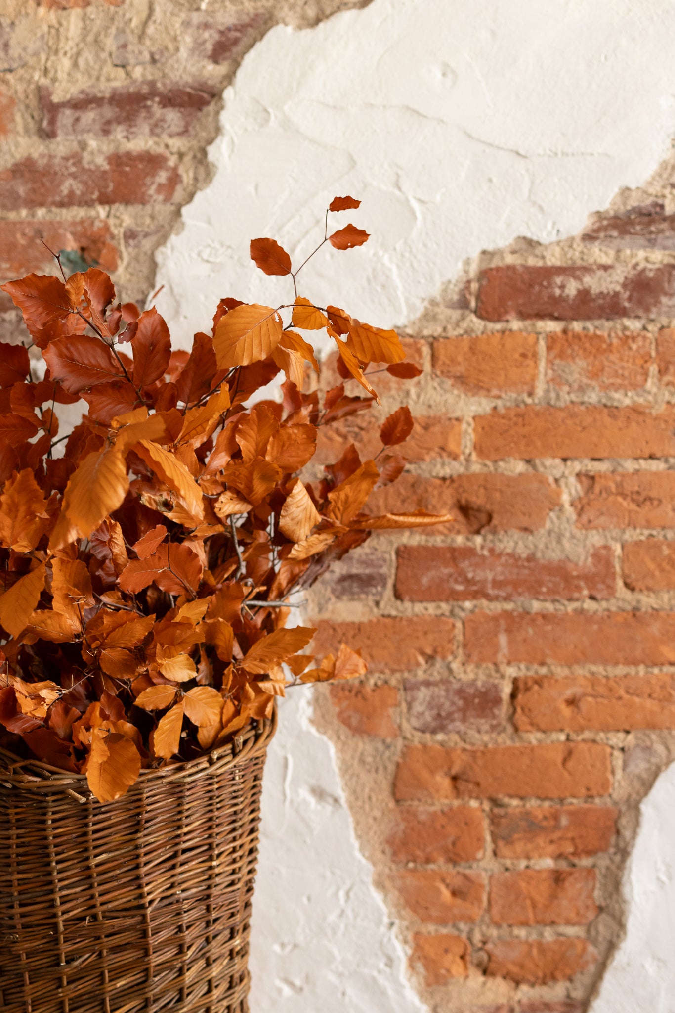 Preserved Dried Beech Tree Leaves - Choose Red or Orange