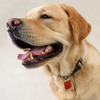 Pet Charms - Choose Style