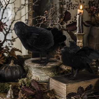 Black Crow Sitter Set