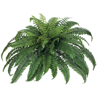 Lush Boston Fern Pick