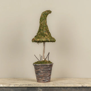 Potted Moss Witch’s Hat – Available in 3 Sizes