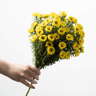 Yellow Daisy Bush