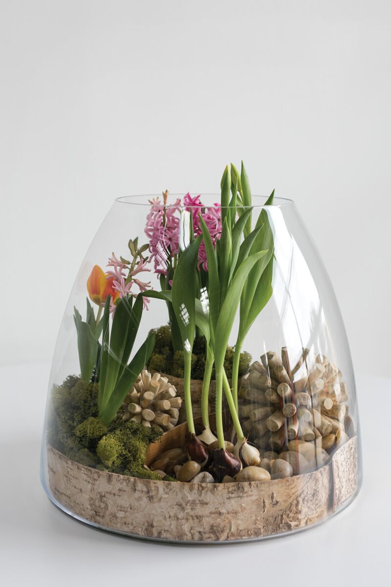 Jumbo Terrarium