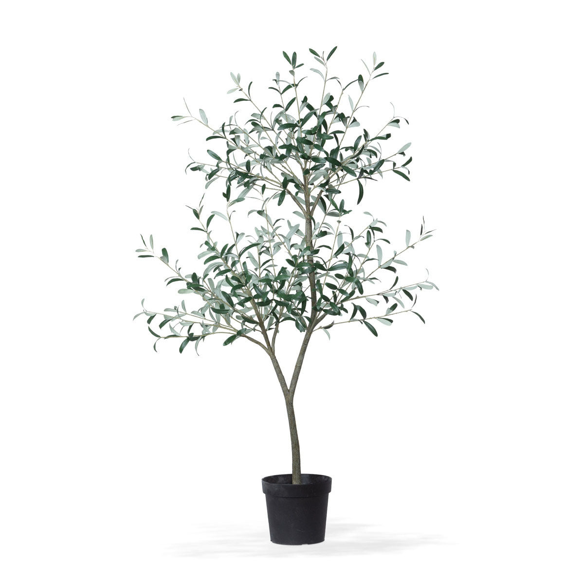 5ft Tuscan Olive Tree