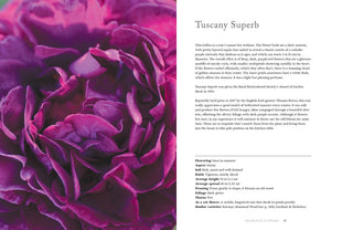 Vintage Roses - Beautiful Varieties for Home and Garden