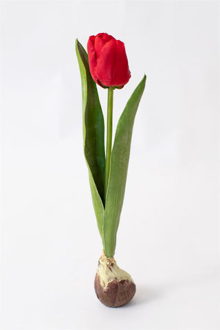 12.5" Red Tulip with Bulb