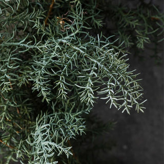 23" Abigail Ahern Juniper Wreath