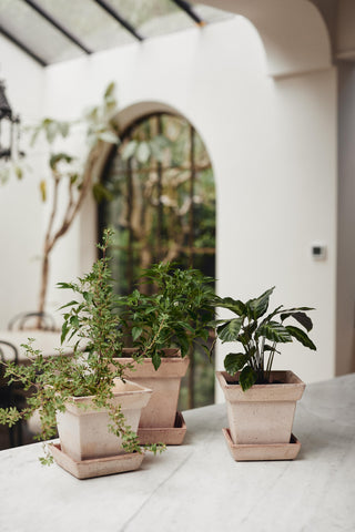 Bergs Potters Gaia Rosa Planter - Choose Size