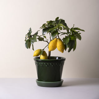 Bergs Potter Kobenhavner Glazed Emerald Green and Saucer