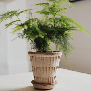 Bergs Potters Pantheon Raw Rosa Planter and Saucer - Choose Size