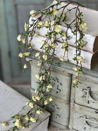 30" Cream Quince Blooms Hanging