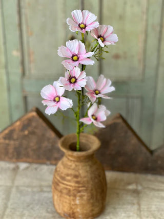 27" Cockle Cosmos Stem - Pink