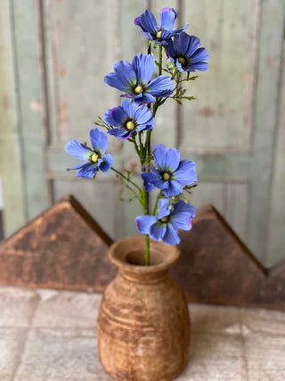 27" Cockle Cosmos Stem - Periwinkle