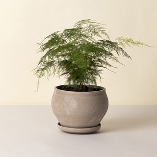 Bergs Potters Delphi Raw Grey Planter