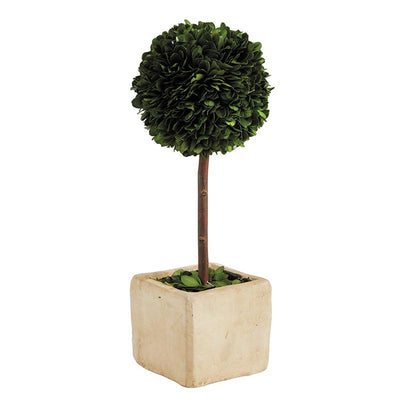 Preserved Boxwood Topiary - Choose Your Size