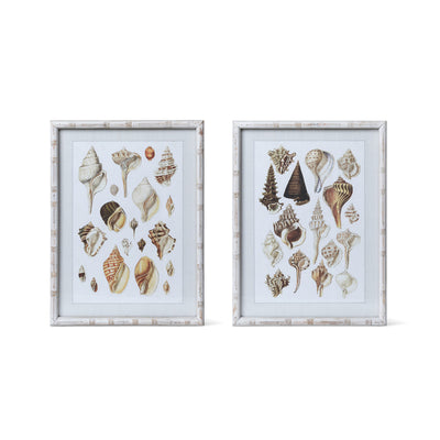 Set of 2 Framed Seashell Prints