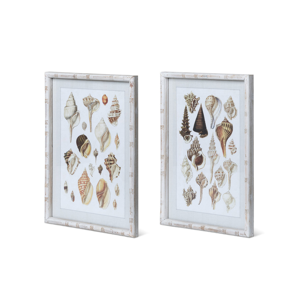 Set of 2 Framed Seashell Prints