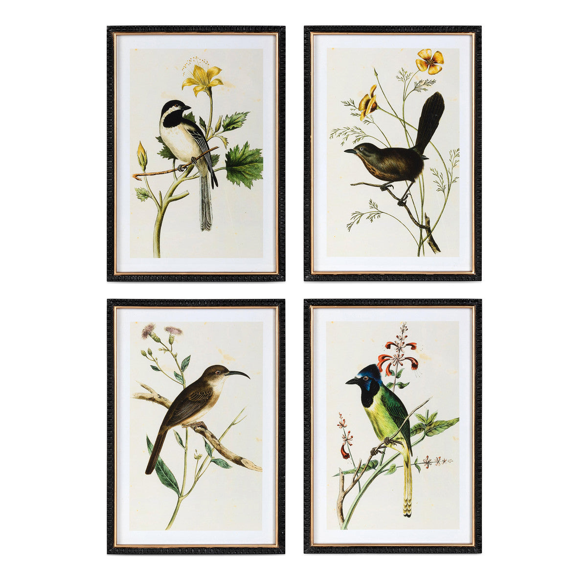 Set of 4 Summer Bird Framed Prints