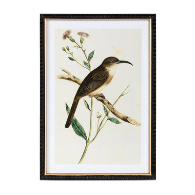 Set of 4 Summer Bird Framed Prints