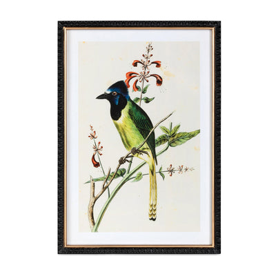 Set of 4 Summer Bird Framed Prints