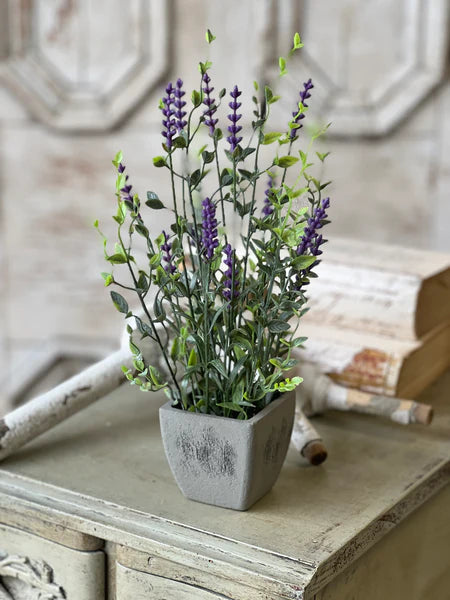 The Bitty Lavender Pot