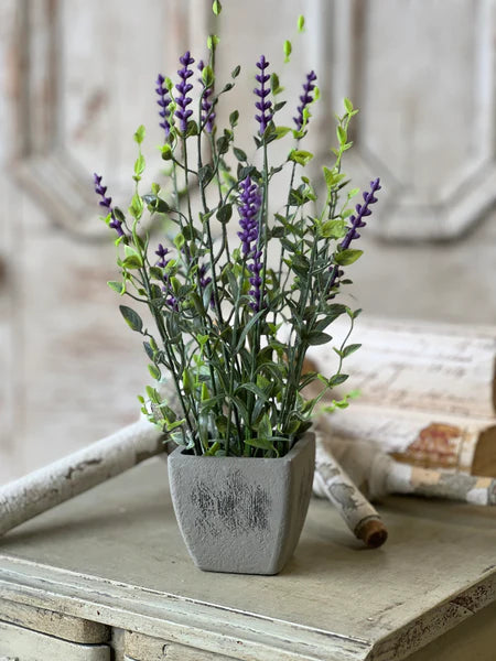 The Bitty Lavender Pot