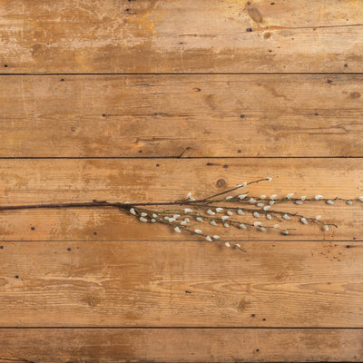 44" Cream Pussy Willow Branch