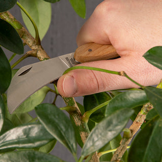 Pruning Set