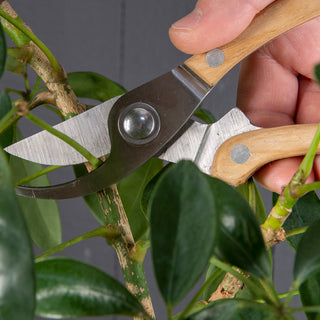 Pruning Set