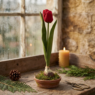 12.5" Red Tulip with Bulb