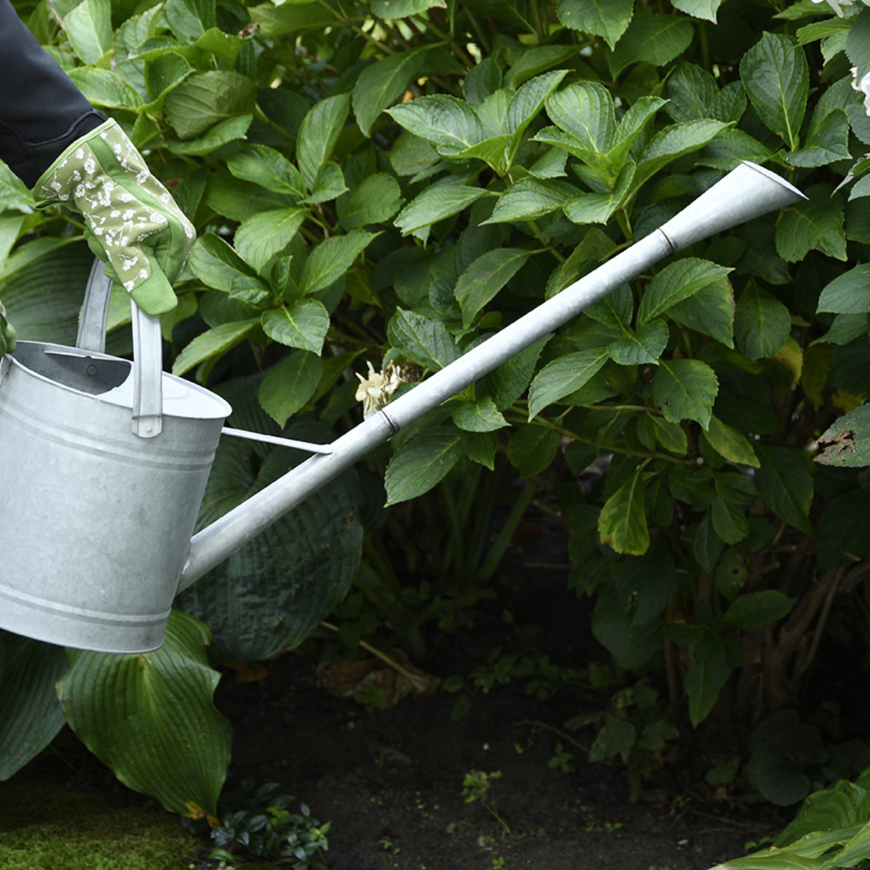 The Long Spout Watering Can