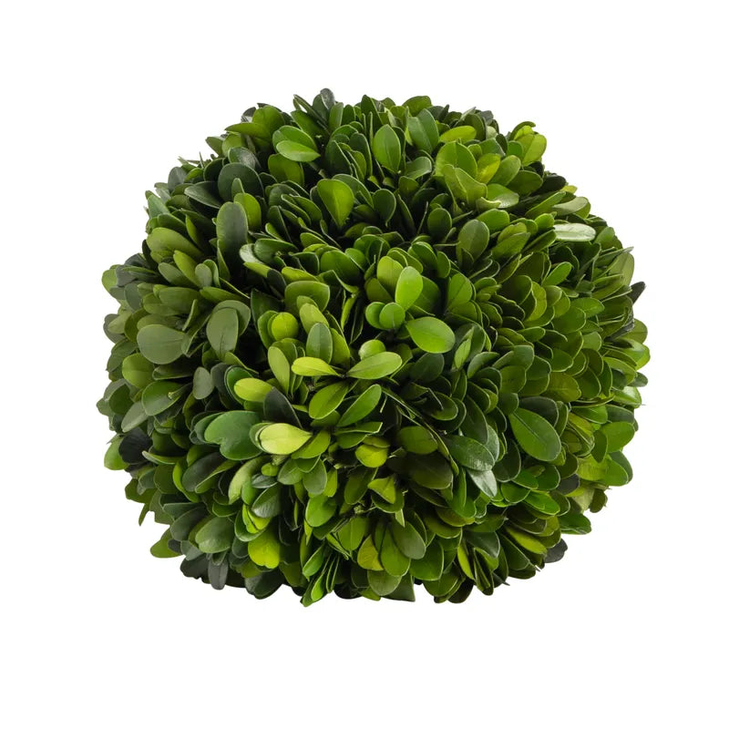 8" Preserved Boxwood Ball