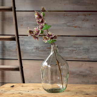 27" Purple Hellebore Stem