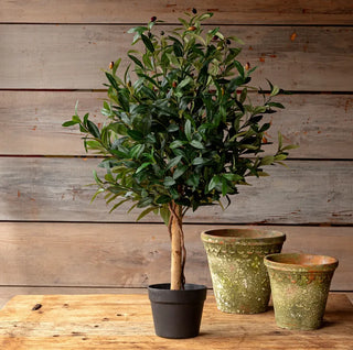 35" Potted Olive Topiary