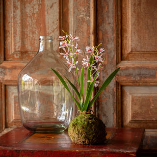 Mini Variegated Orchid in Moss Ball Small - Pink