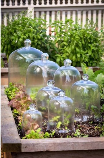 Medium Bell Jar Cloche