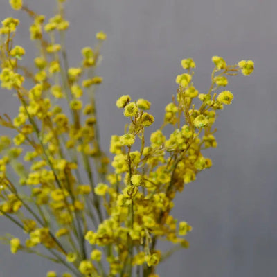 Yellow Stirlingia Latifolia Stem