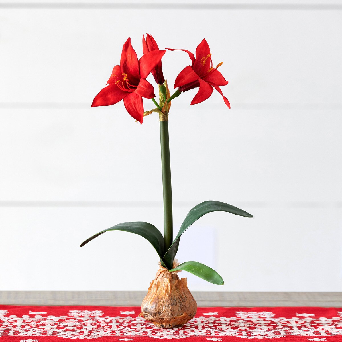 16" Red Amaryllis in Bulb Pot