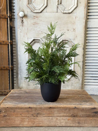 Churchill Cypress Tree - Choose Size