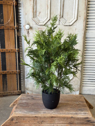 Churchill Cypress Tree - Choose Size
