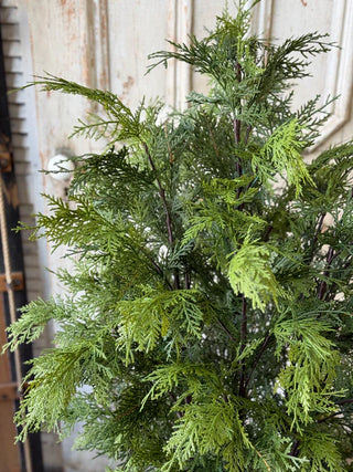Churchill Cypress Tree - Choose Size