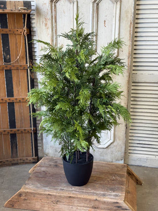 Churchill Cypress Tree - Choose Size
