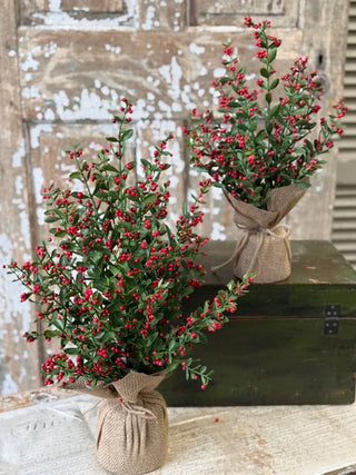 17" Sutherland Berry Tree