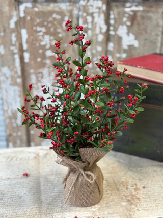 17" Sutherland Berry Tree