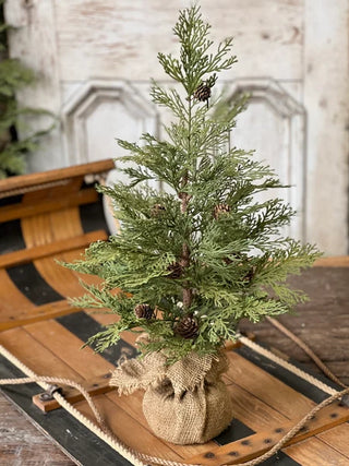 North Rim Hemlock Tree - Choose Size
