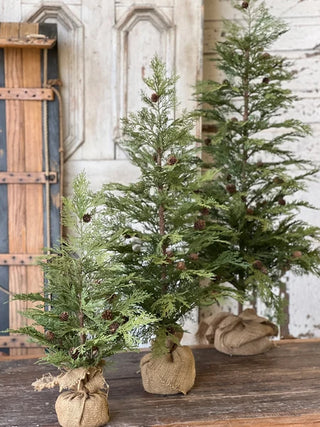 North Rim Hemlock Tree - Choose Size
